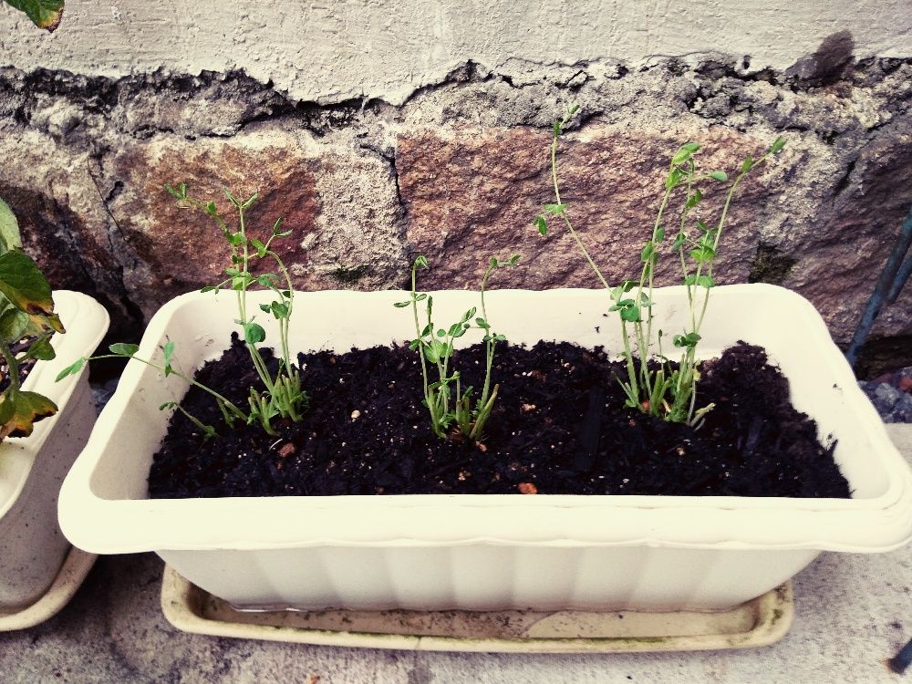 豆苗を土に植えてみた Happy Life 楽天ブログ