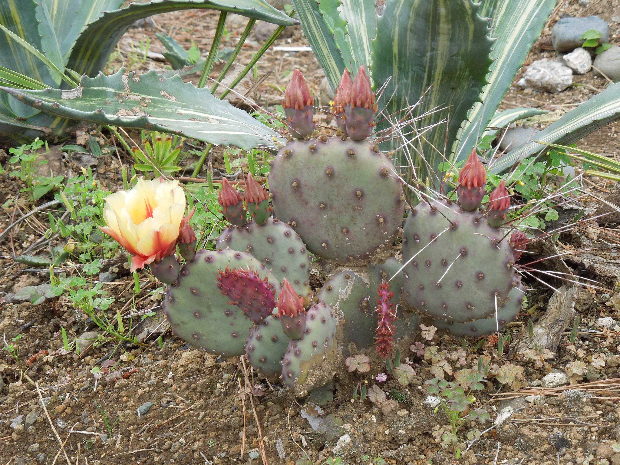opuntia macrocentra hybr オプンチア サボテン 多肉植物 - メルカリ