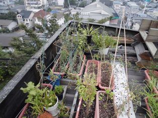 屋上菜園の食べ蒔きトマトのプランター 支柱立て直し ほっこり家庭菜園 楽天ブログ