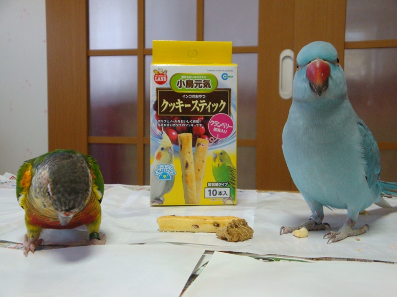 記事一覧 インコ好きの日々の日記 楽天ブログ