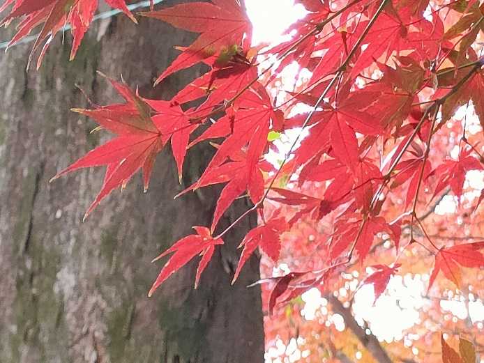 喜多院の森にもカエデの紅葉 | とおりゃんせ - 楽天ブログ