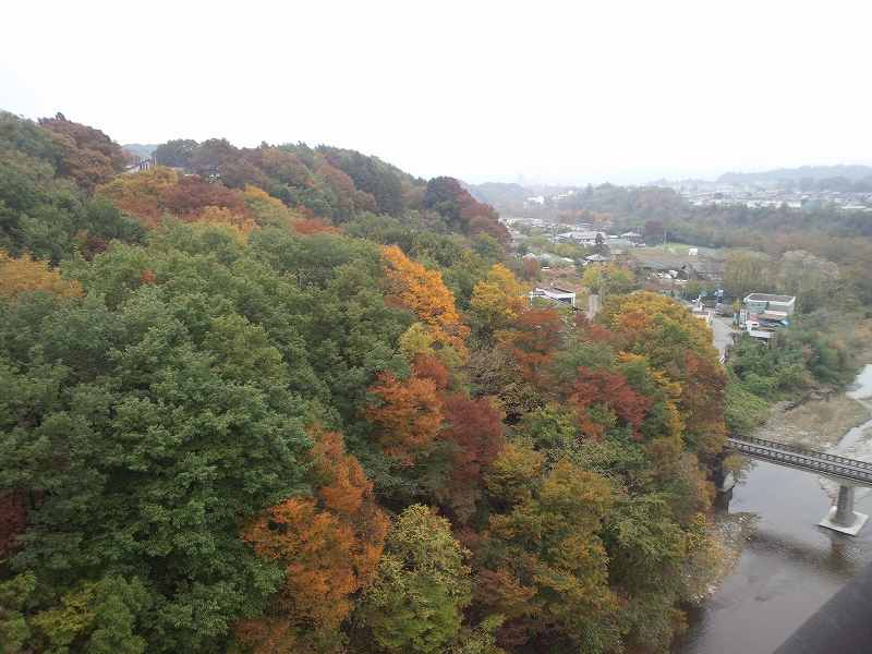 公園橋からの紅葉。