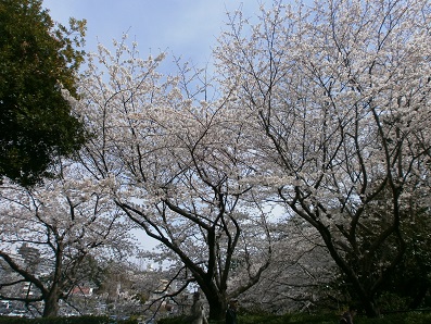 浜松城の桜