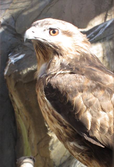 eastern_buzzard110.jpg