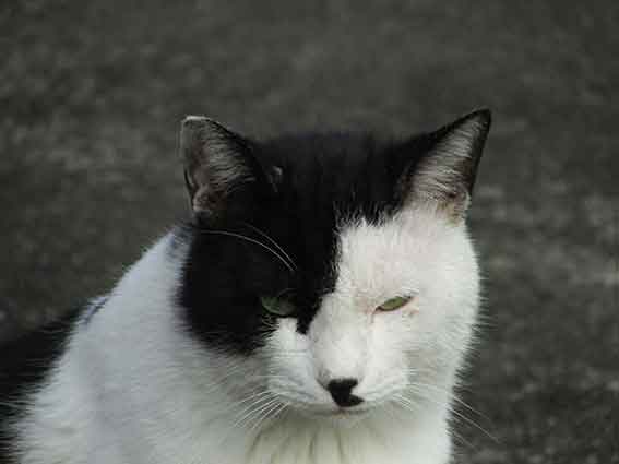 我が家のニャンコ♪2015/12/28-3