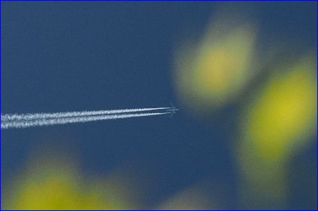 モミジと飛行機雲02-150505