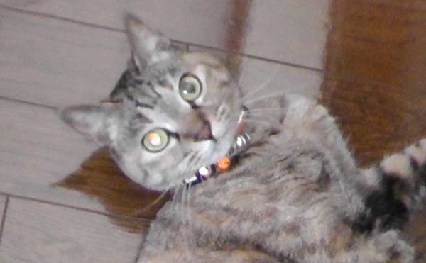 猫　片目だけ光る