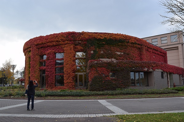ツィンキャップのツタの紅葉