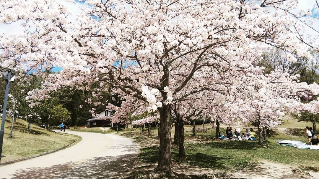 桜 Left Alone 憂弦亭たいら 楽天ブログ