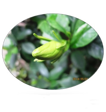 くちなしの花