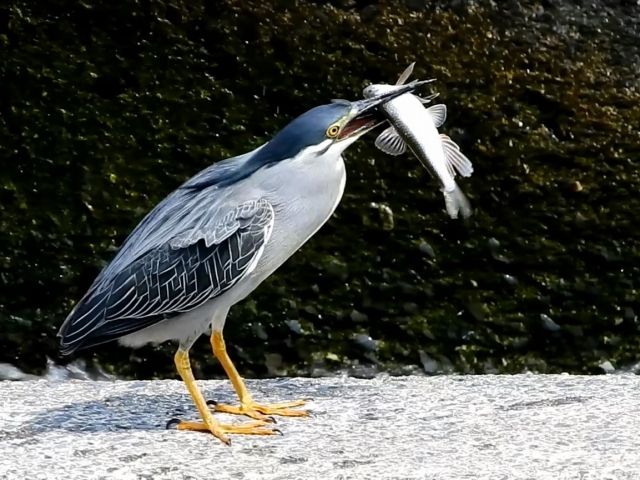 妖怪かと思ったら ゴイサギだった 私設見逃してもいい動物園 楽天ブログ