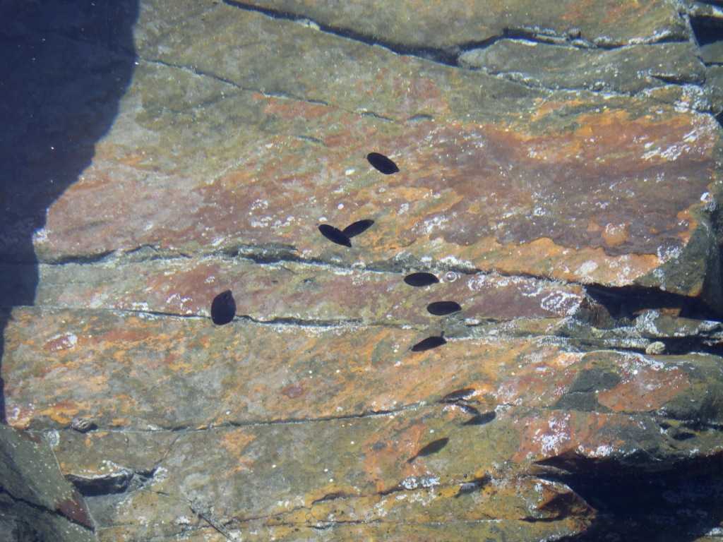 串本磯採集2023年8月上旬7　ニザダイ（Prionurus scalprum）の幼魚
