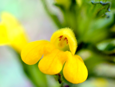 セイヨウヒキヨモギの花