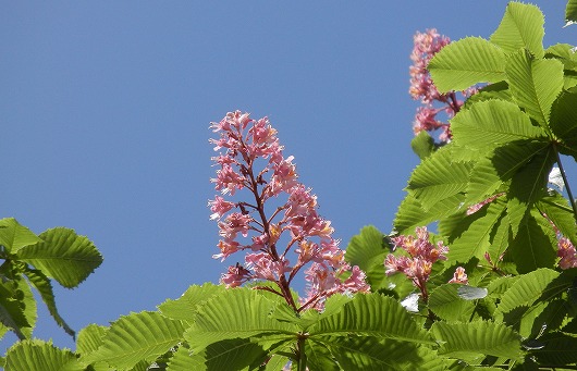 ベニバナ栃の木