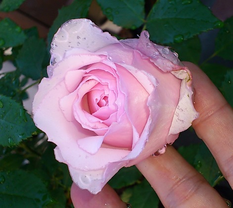 ミサキ　2013.5.12A.jpg