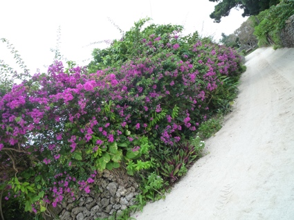 2012.05.30竹富島8.jpg