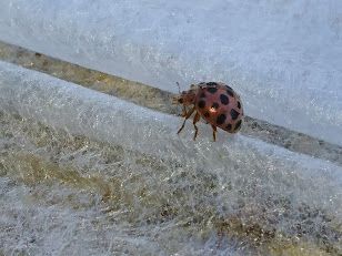 病害虫について 脱サラリーマンからお百姓になりたい 楽天ブログ