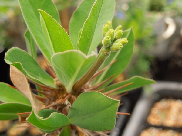 ユーフォルビア・ディディエレオイデス(Euphorbia didiereoides ) | 小平太1098のブログ - 楽天ブログ