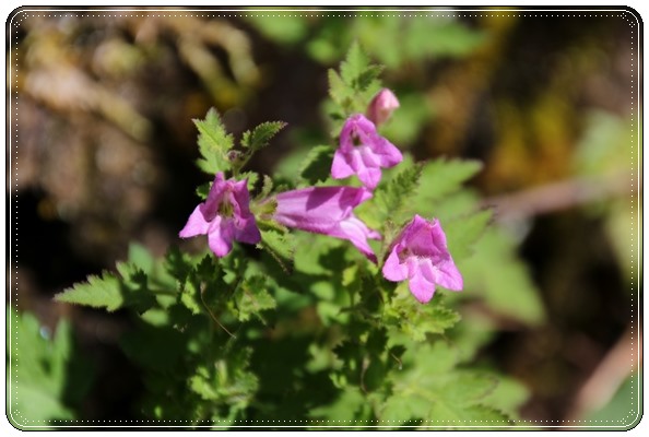 コシオガマ 15.10.14