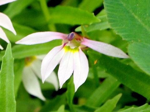 ミゾカクシの花