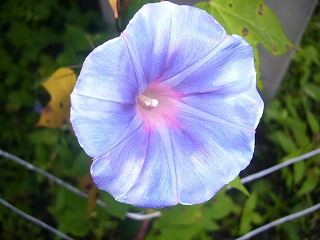 s-P1110370.jpg