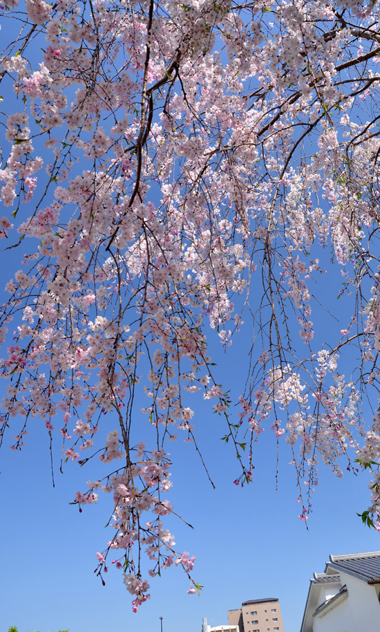 桜４
