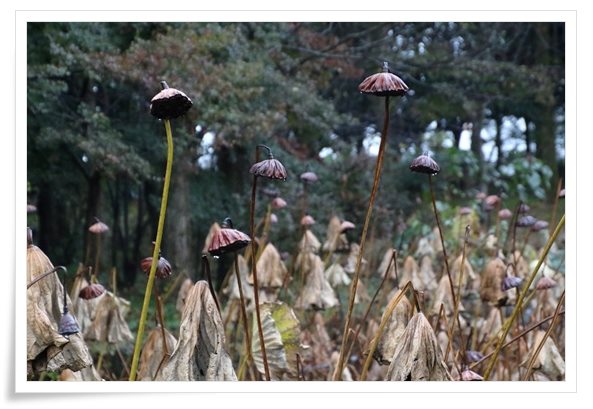 北部公園-17 蓮池-3 15.11.14