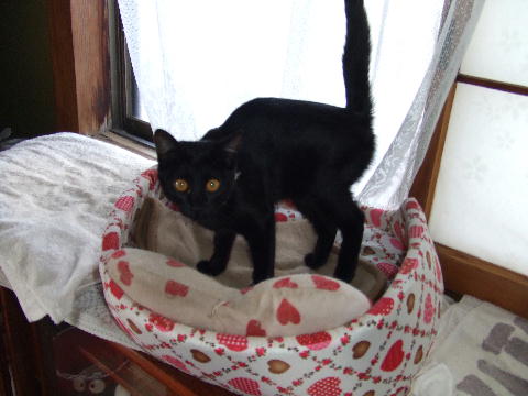 猫２.JPG