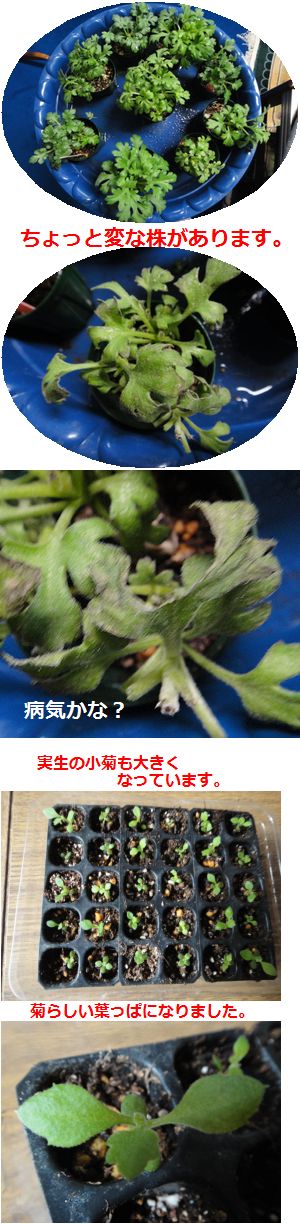 挿し芽のガーデンマムと実生小菊