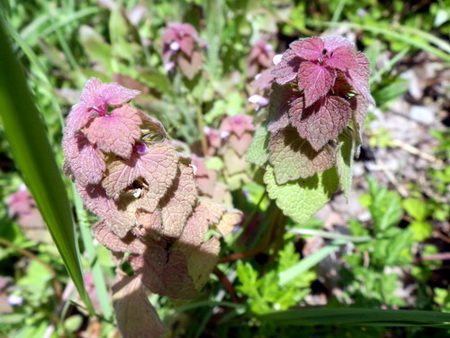 十種ケ峰の花-10.jpg