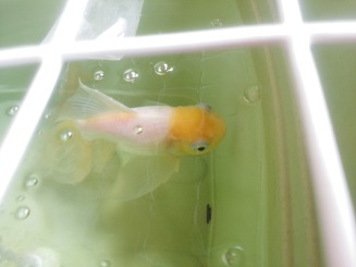 小型プランタで薬浴中のもりぞう