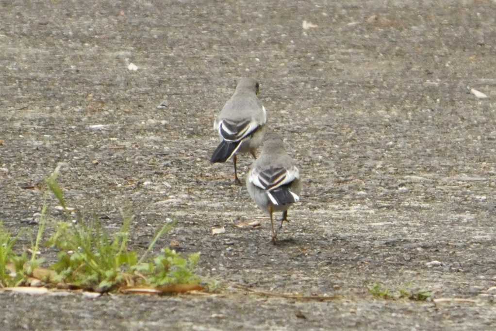 515