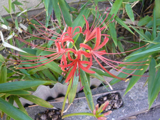 彼岸花