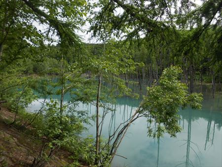 北海道旅行　青い池