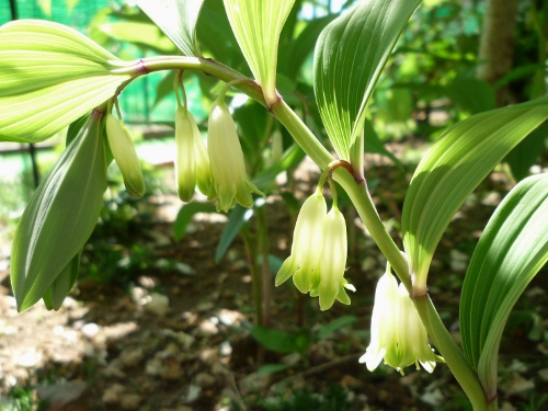 P1150083 (500x375).jpg