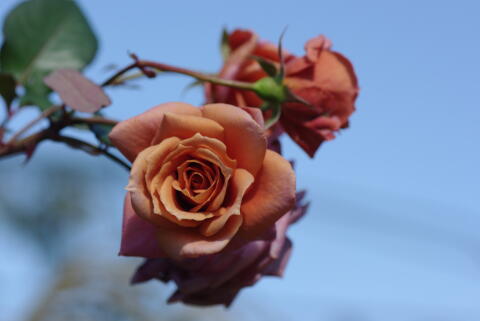 横浜イングリッシュガーデンの薔薇