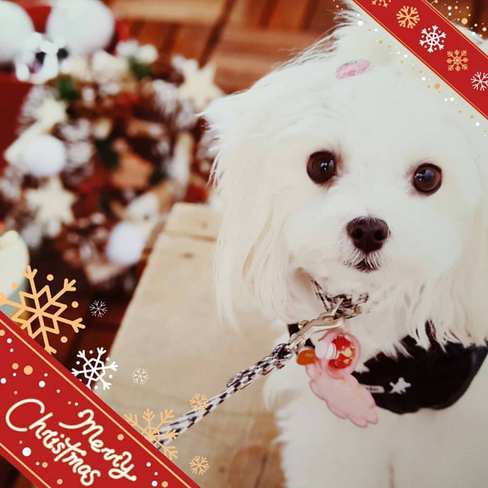 fb2016クリスマス_上野 大介さん