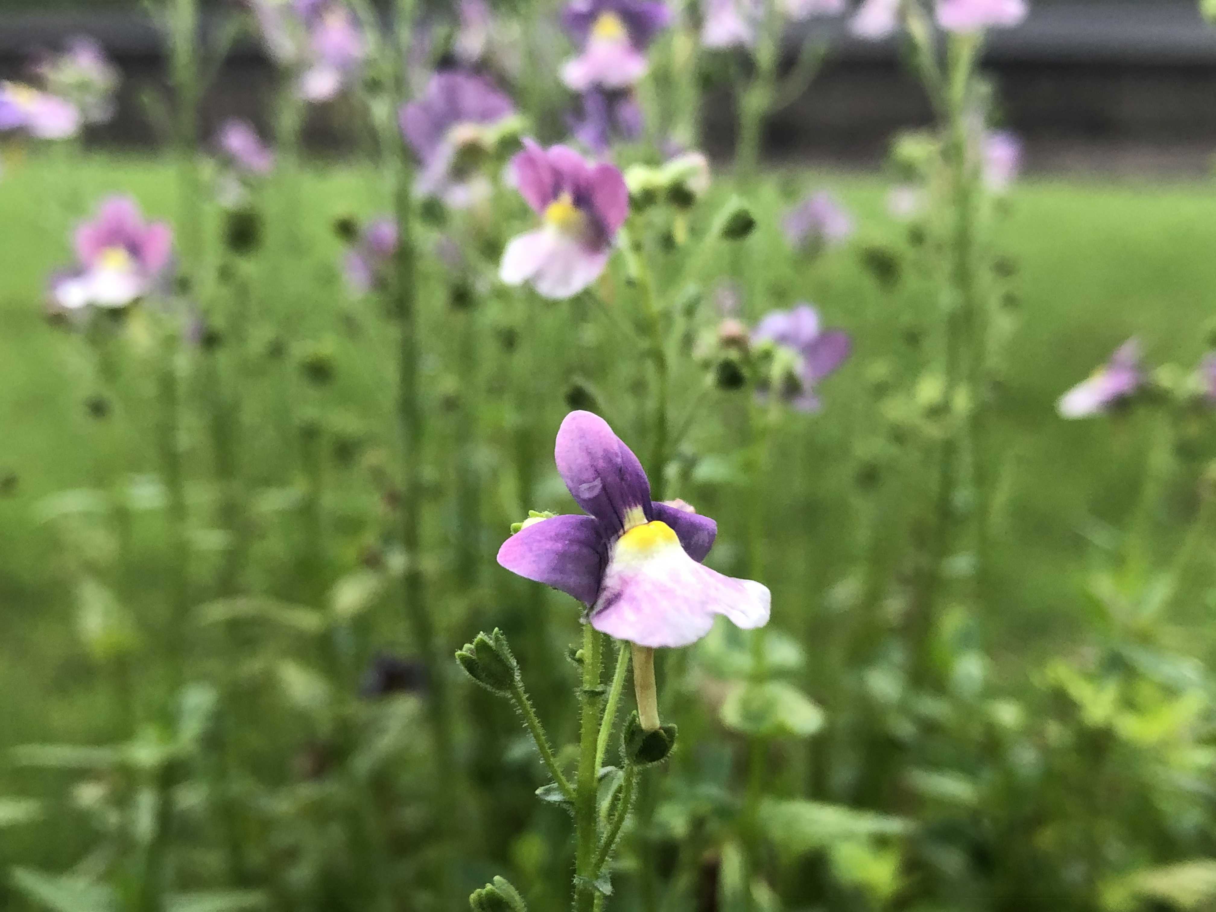 ネメシア 徒然なるままに 楽天ブログ
