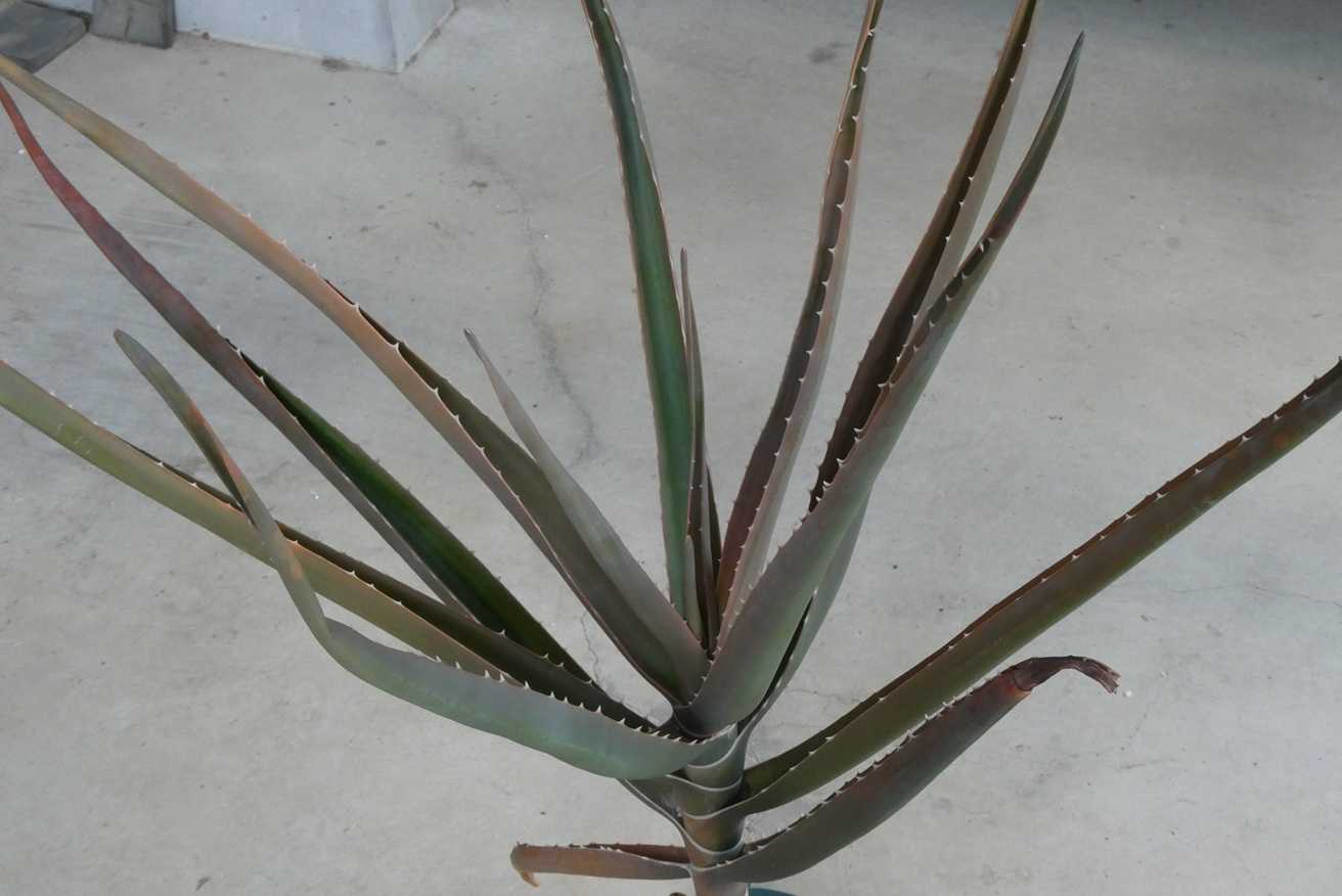 アロエ・バーベラエ(Aloe barberae) | 小平太1098のブログ - 楽天ブログ