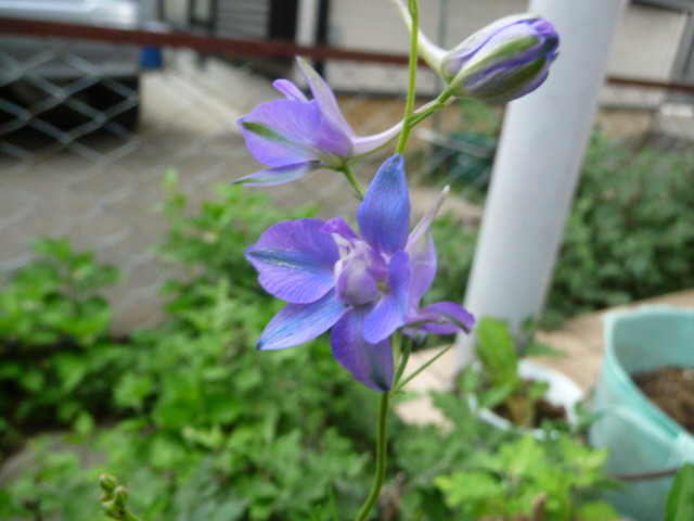 314 千鳥草