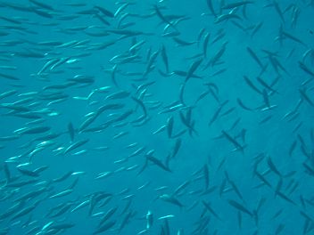 アジの群れ