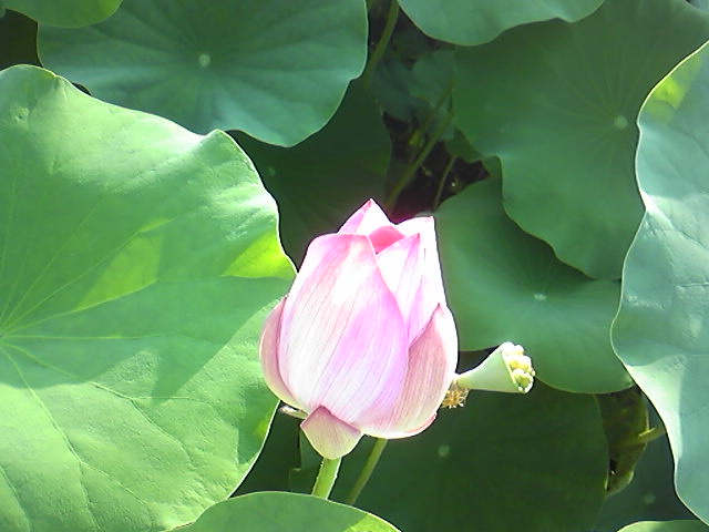 ハスの花つぼみ