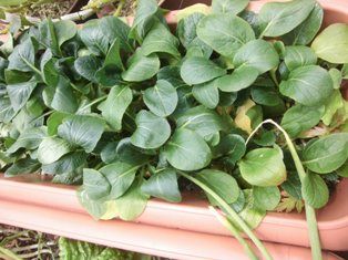 屋上菜園の小松菜 １回目の間引き ほっこり家庭菜園 楽天ブログ