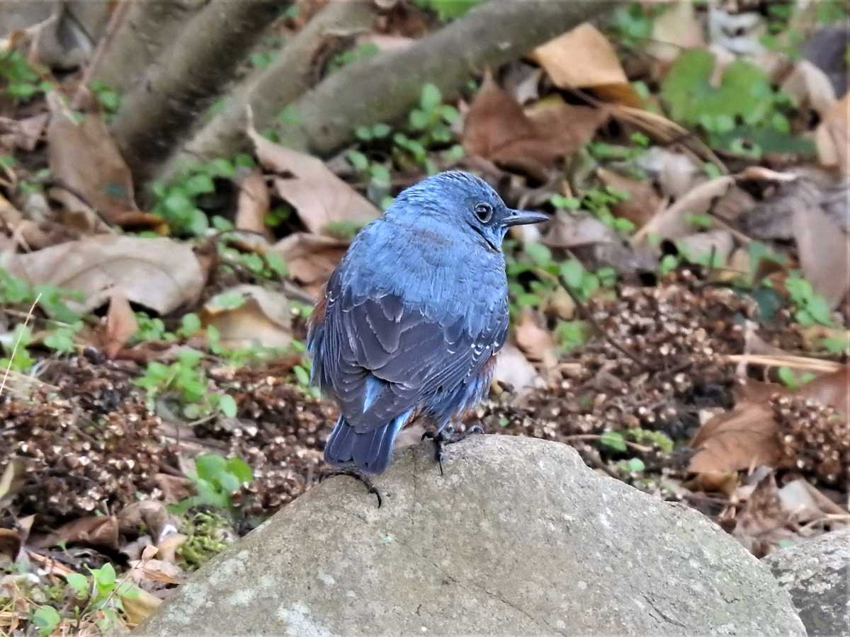 22 01 17 神戸森林植物園の野鳥14種 その3 4 イソヒヨドリ シロハラ ムクドリ ヒヨドリ Hanadai S Ocean 楽天ブログ