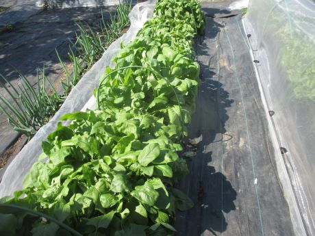 ほうれん草の冷凍 のんびり しましょうよ 楽天ブログ