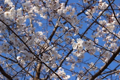 ベニバスモモ（山田池公園）