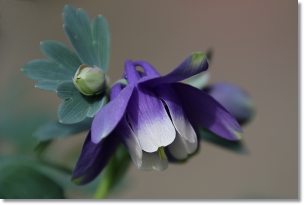 実家の庭-5 オダマキ-1 16.4.25