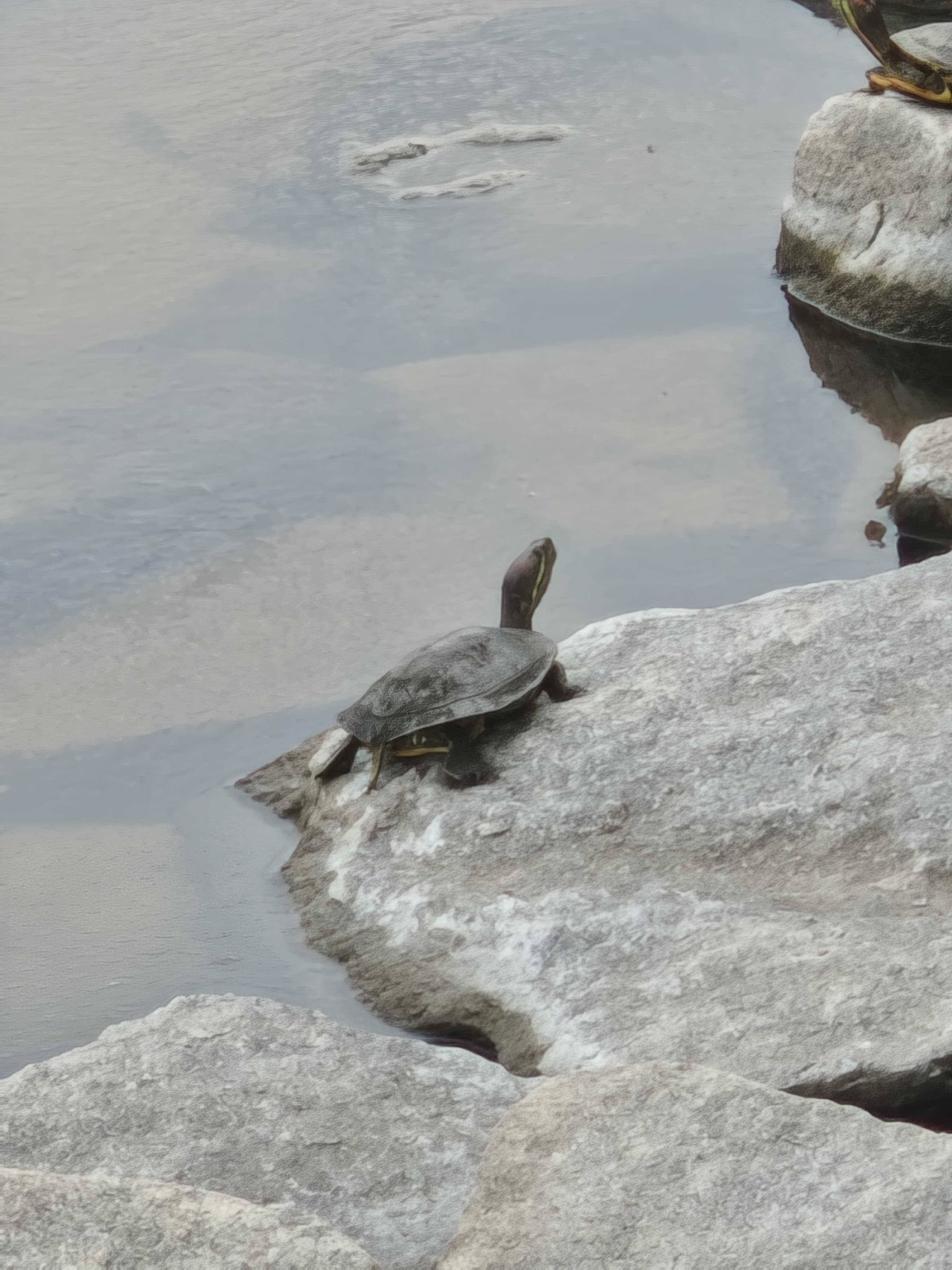 千葉県習志野市　谷津干潟　自然観察センター　亀