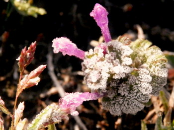 霜　3.26　3　2015