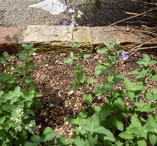 P1200620-ass.jpg